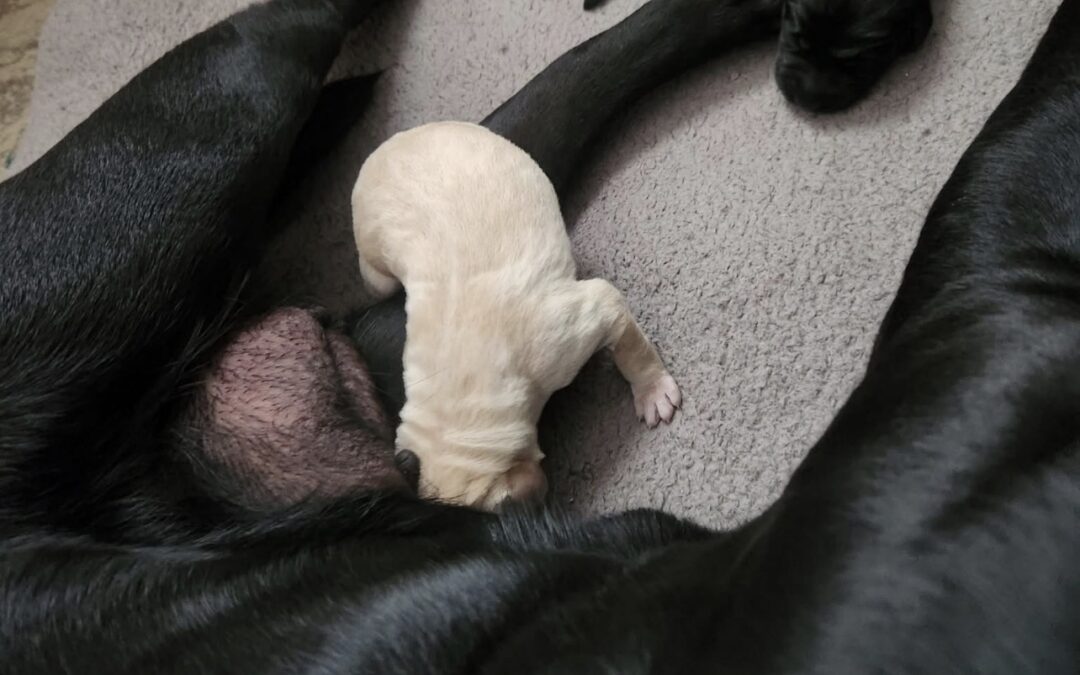 Welcome to the World, Toby!