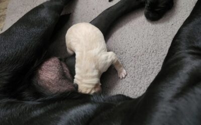 Welcome to the World, Toby!