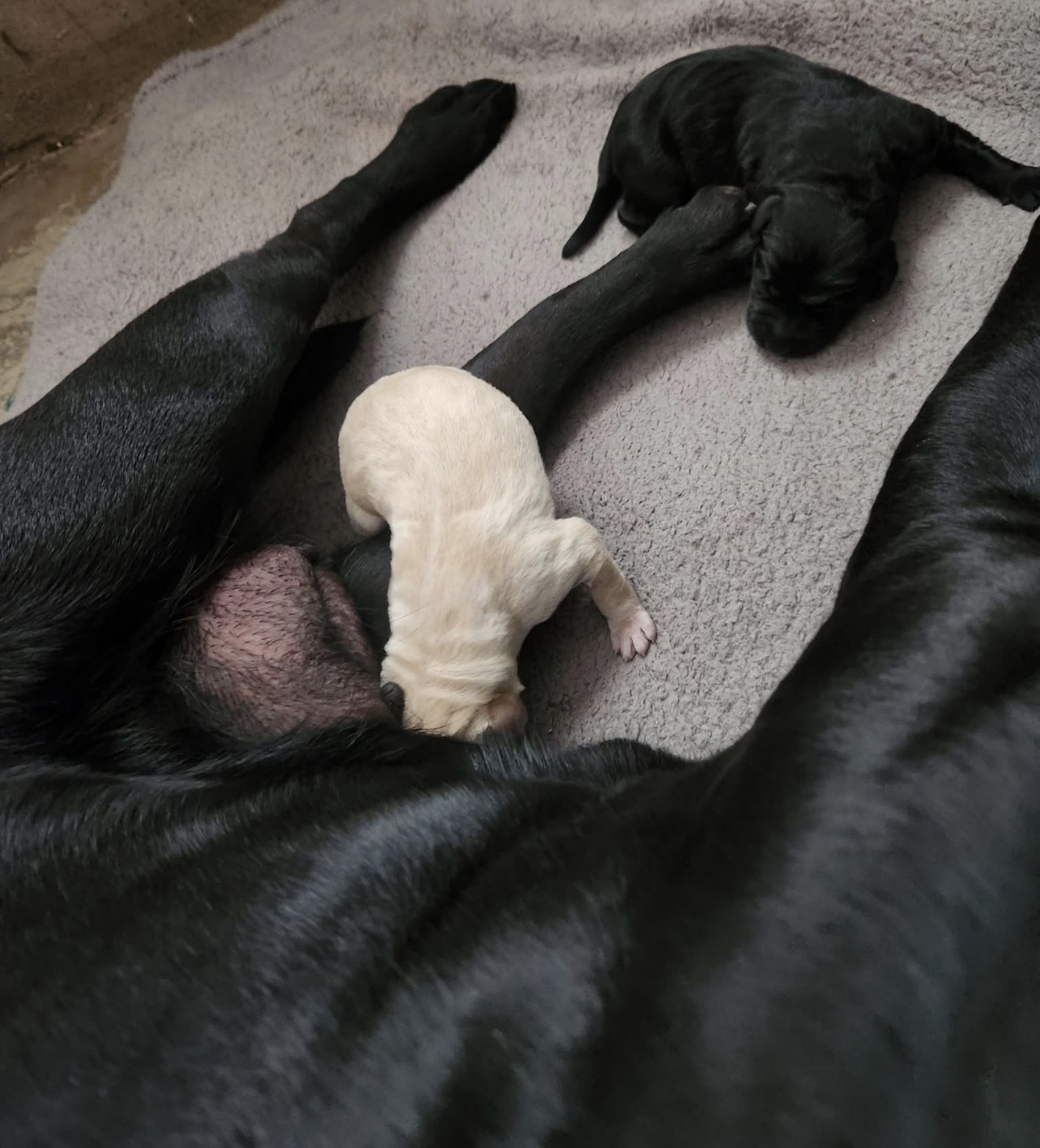 Welcome to the World, Toby!