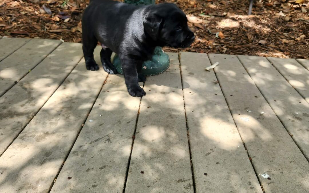 Toby’s Puppy Adventures: 4 to 6 Weeks Old